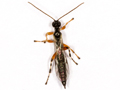 Schizopyga frigida